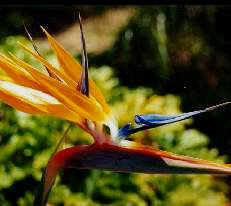 Bird of Paradise