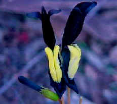 Black Coral Pea