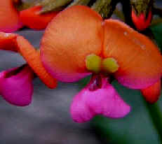 Coral Pea