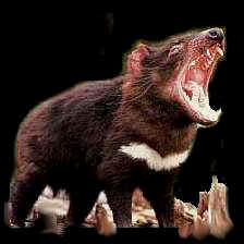 Tasmanian Devil