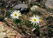 Australian Wildflower