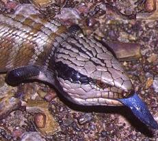 The incredible Blue-tongue Lizard