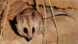 Fat Tailed Dunnart