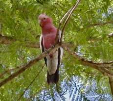 A Galah in the backyard