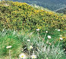 Thredbo, NSW