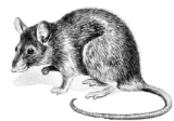 Rat