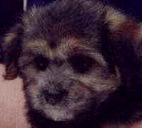 Bambi head - aged 8 weeks