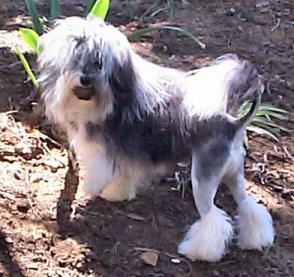 Bobbi aged 11 months, chewing rocks in the garden!