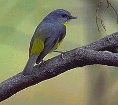 Eastern Yellow Robin