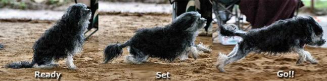 MACH, NATCH, ATCH TayWil's Aerien Pistol Pete, CD, UCD, ASCA CD, TN-O, WV-O, TG-N