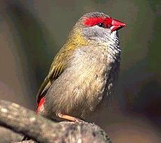 Red-browed Finch