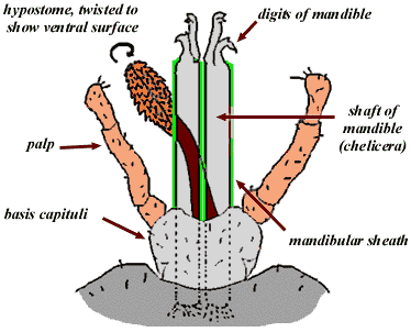 capitulum of an ixodid tick, adapted from: Soulsby, E J L; Helminths, Arthropods and Protozoa of Domesticated Animals; Bailliere Tindall and Cassell, London, 6th ed, 1968.