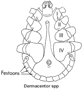 source: Cooley RA (1938, 1946) and Cooley and Kohls (1944a, 1944b, 1945) 