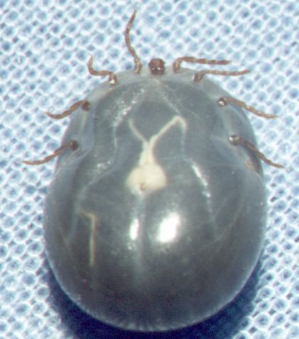 Haemaphysalis longicornis; img source: NF, 2000