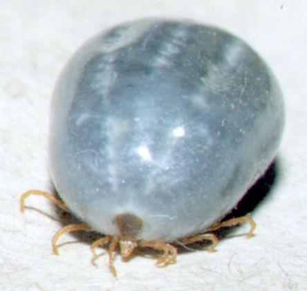 tick suspected of being Ixodes fecialis; taken from Rattus sp; source NF, 2000